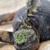 iguana_marine_pa_v_0148_ecu2189.jpg
